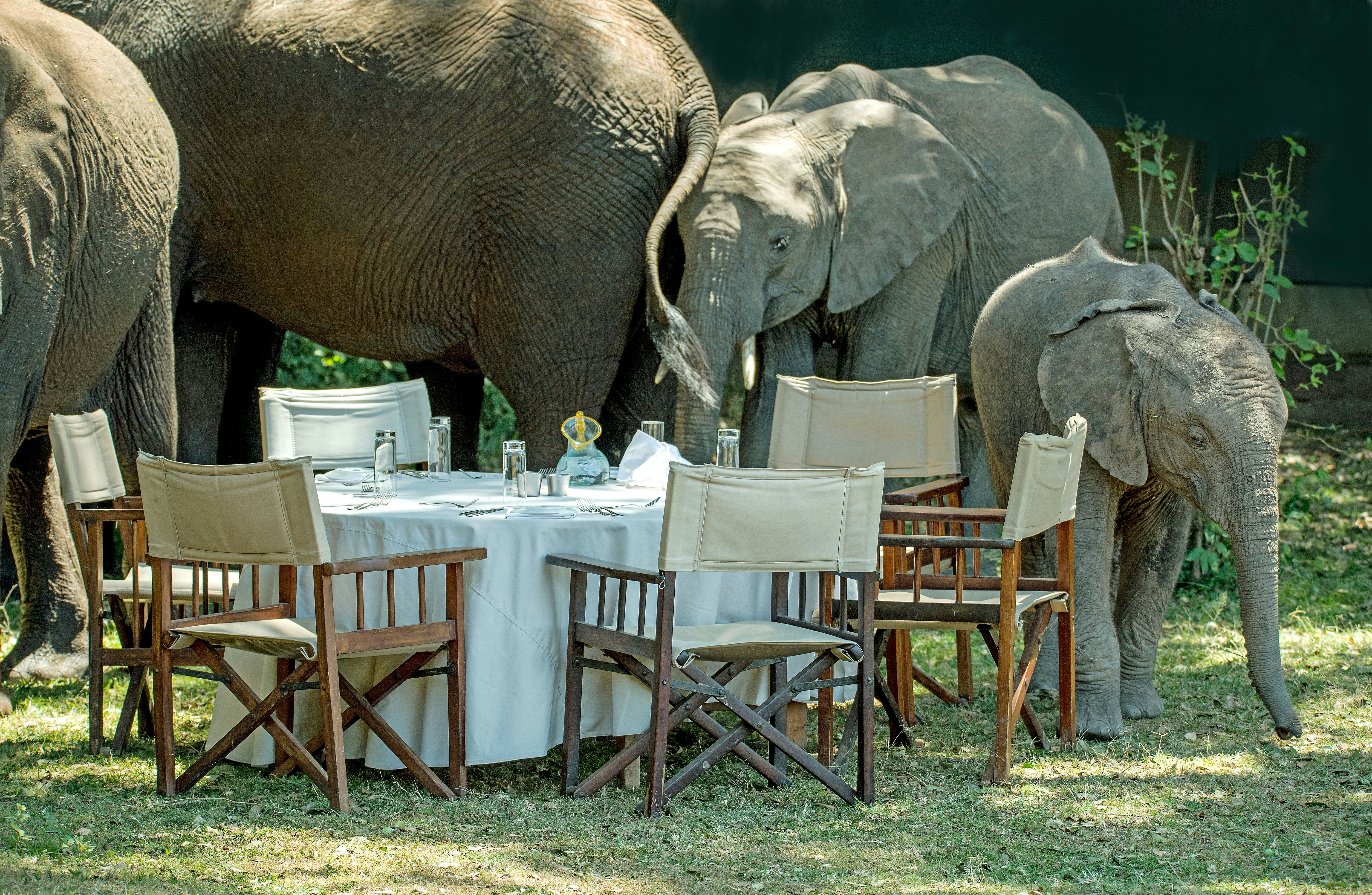 Safari Hotels