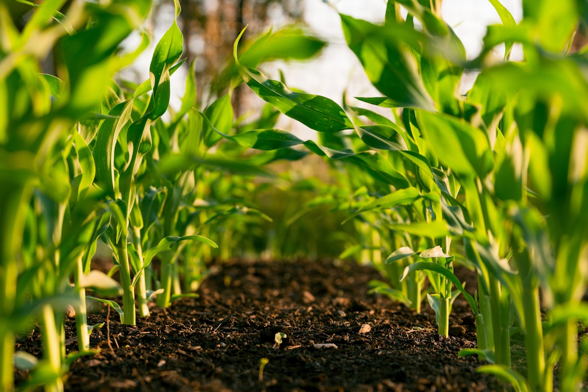 Agribusiness